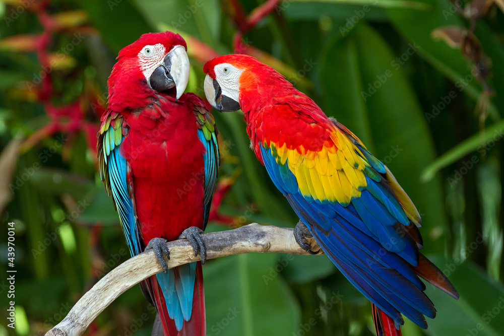 Couple of Green-Winged and Scarlet macaws in nature surrounding - obrazy, fototapety, plakaty 