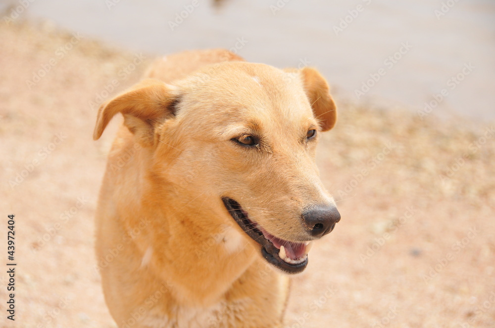 Labrador Retriever in the sea in Egypt Labrador Retriever in the sea in Egypt