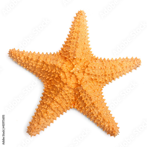 The caribbean starfish.