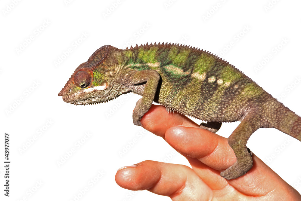 Obraz premium Pantherchamäleon auf der Hand