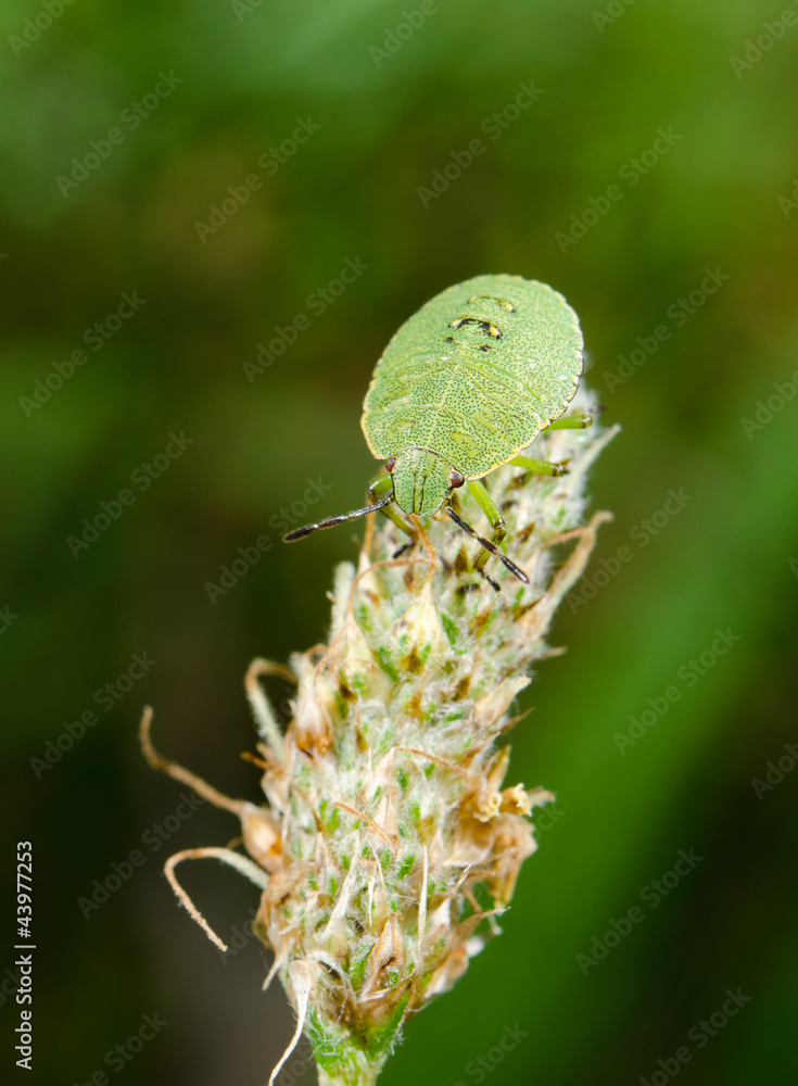 Fototapeta premium green stink bug nymph on wild grass