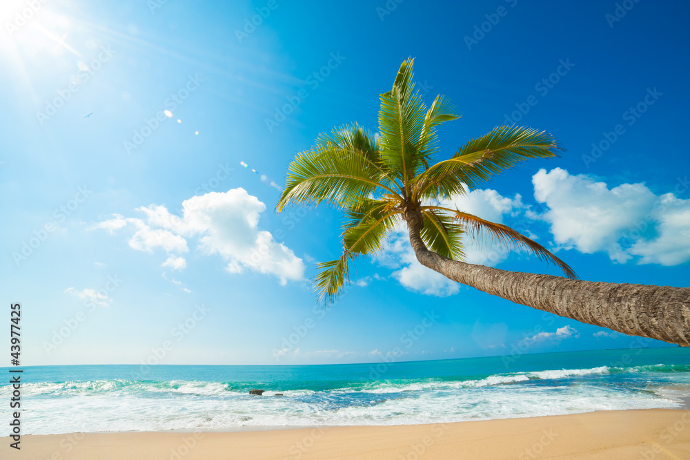 Tropical beach - obrazy, fototapety, plakaty 