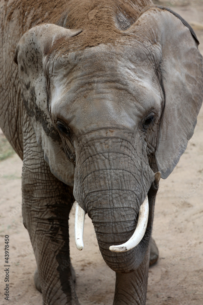 Obraz premium Afrikanischer Elefant