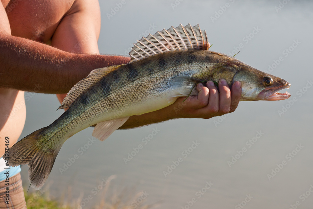 Nice walleye caught on a dead bait. Nice walleye caught on a dead bait.