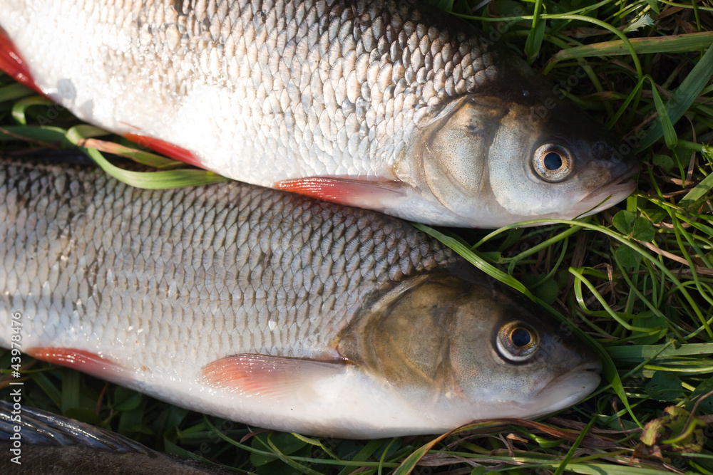 Two ides caught on a light feeder system Two ides caught on a light feeder system