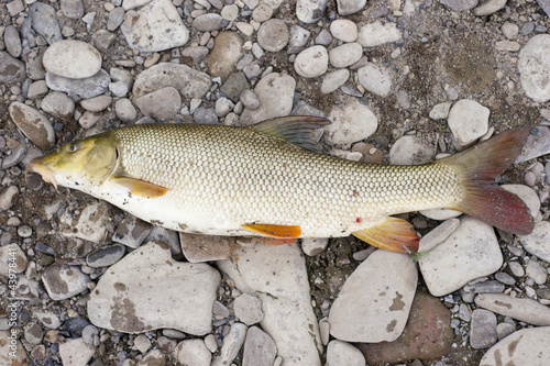 Beautiful freshwater barbel caught on a bait.