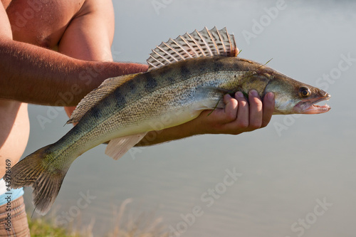 Fototapeta Naklejka Na Ścianę i Meble -  Nice walleye caught on a dead bait.