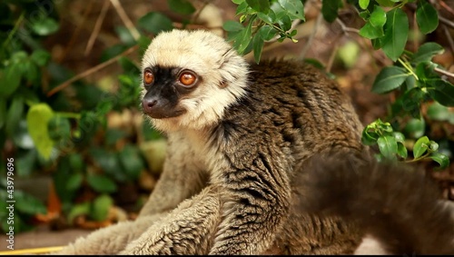 Cute Red-bellied Lemur on blured background photo