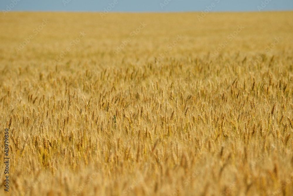 wheat field with blue sky in background wheat field with blue sky in background