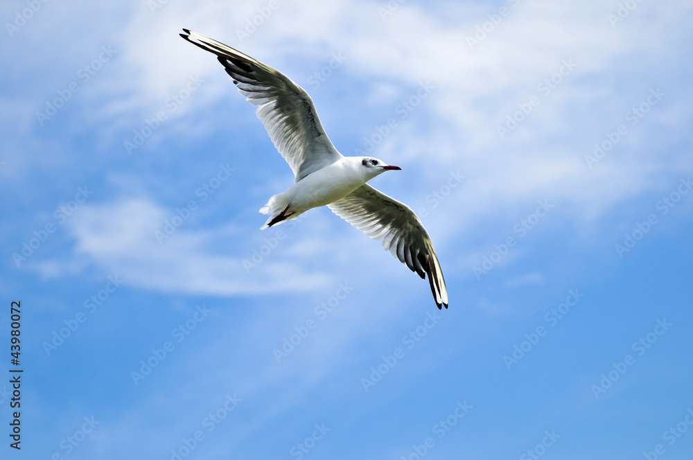 Möwe Möwe