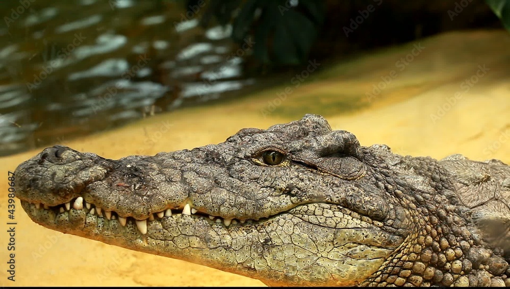 Big Crocodile on yellow sand background Big Crocodile on yellow sand background