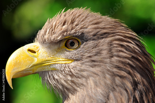 sea eagle photo