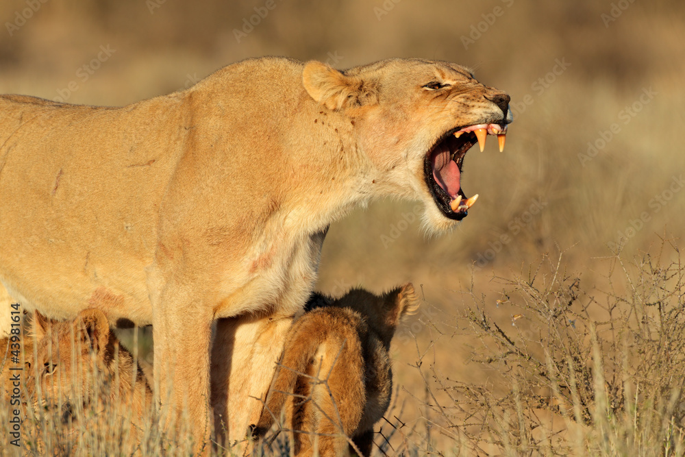 Obraz premium Aggressive lioness defending her young cubs