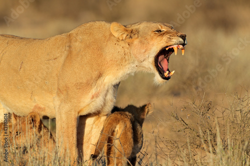 Aggressive lioness defending her young cubs