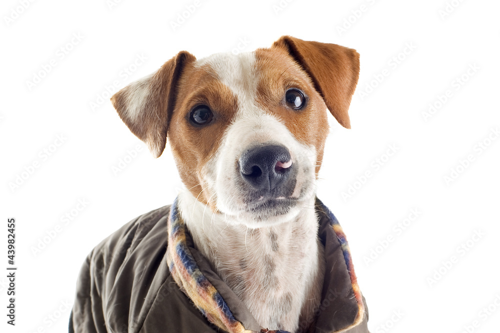 jack russel terrier with coat
