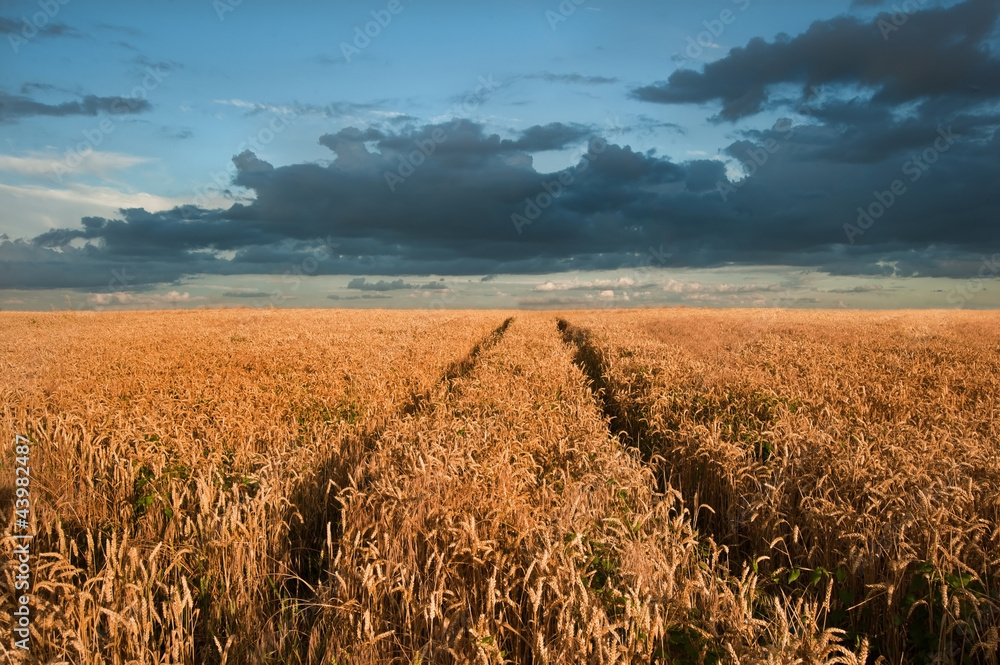 Golden wheat field under dramatic stormy sky landscape