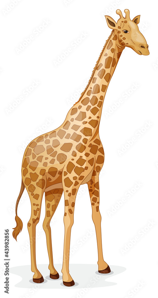 Obraz premium giraffe