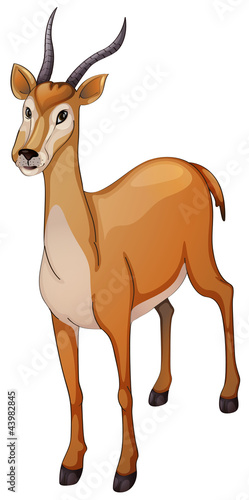 antelope