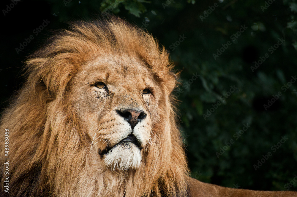 Portrait of King of the Jungle Lion Panthera Leo big cat
