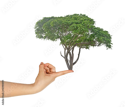tree in hand