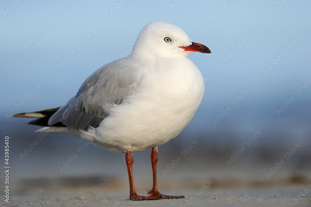 Red-billed Gull (Larus novaehollandiae) standing on beach. Red-billed Gull (Larus novaehollandiae) standing on beach.