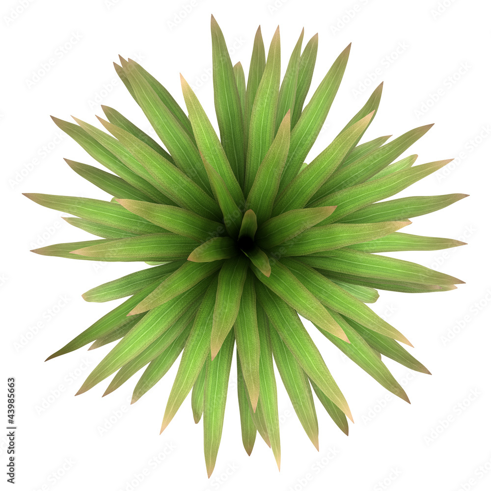 Obraz premium top view of mountain cabbage palm tree isolated on white