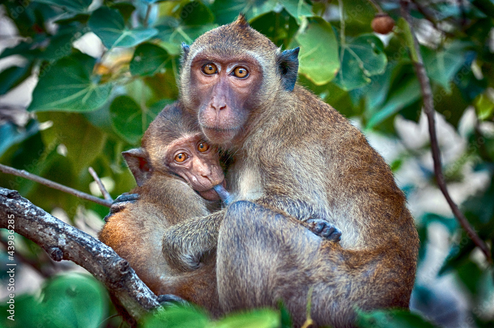 Comfort in the jungle - macaque mother feeding her baby Comfort in the jungle - macaque mother feeding her baby