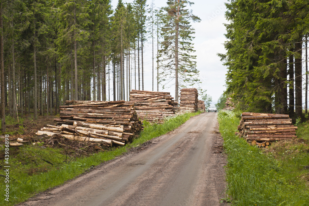 Piles of timber