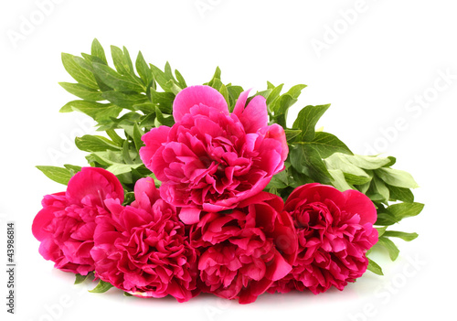 Fototapeta Naklejka Na Ścianę i Meble -  beautiful pink peonies isolated on white