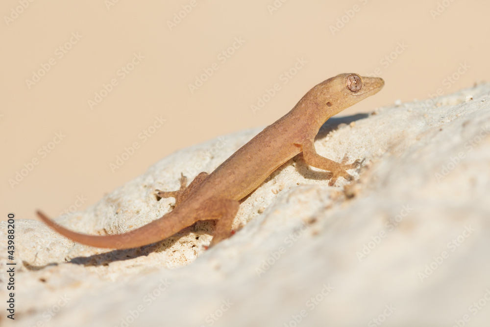 Obraz premium cute small lizard on rock