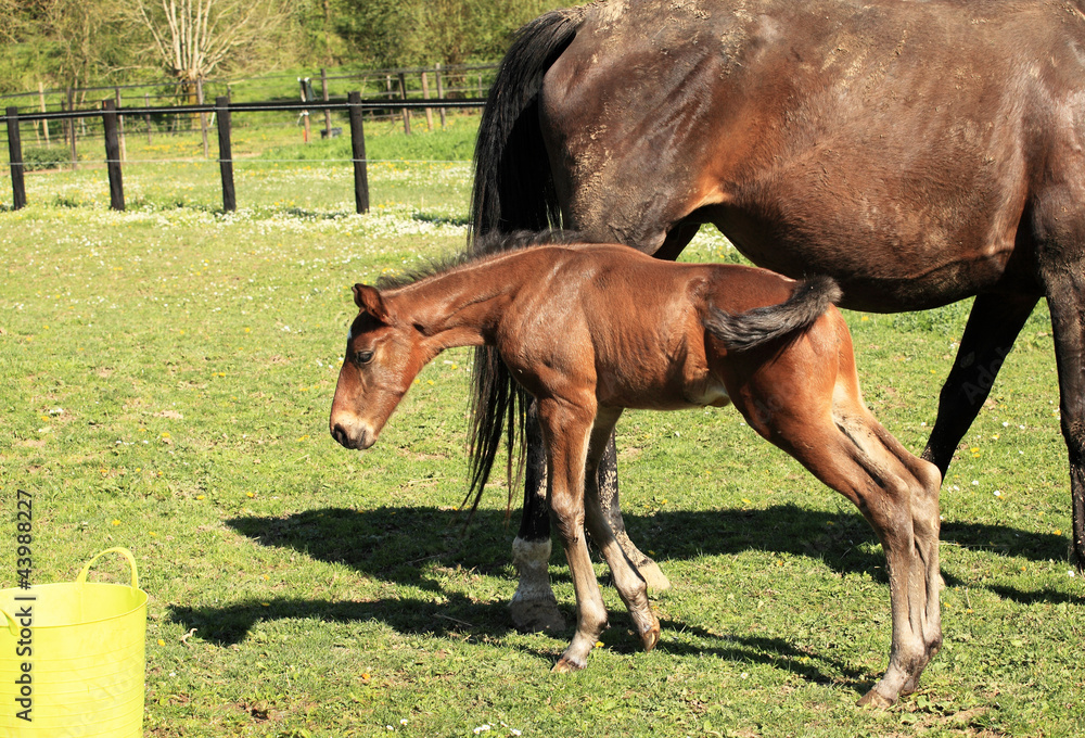 Obraz premium young foal who playing with a bucket of water