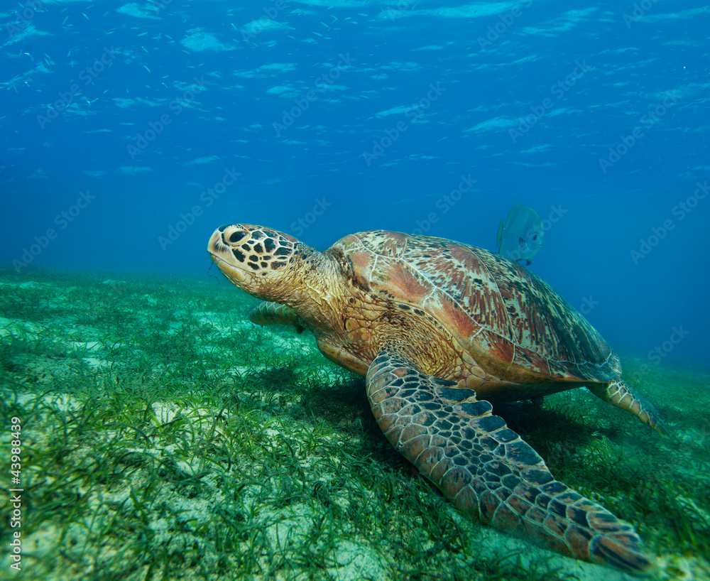 Obraz premium enormous sea turtle in gulf