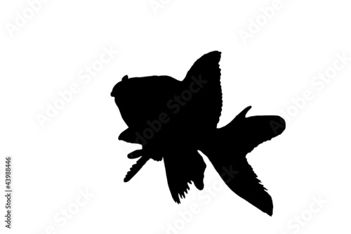 Silhouette of a fish