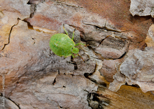 green stink bug nymph on bark