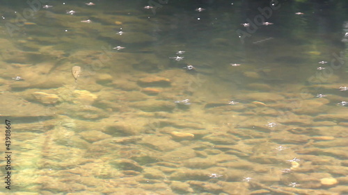trout swim in the river