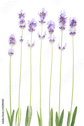 Fototapeta Naklejka Na Ścianę i Meble -  Lavender, flower spikes with stem anad leaves isolated on white