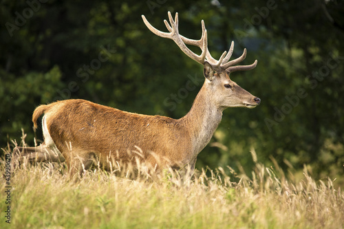 Running Red Deer