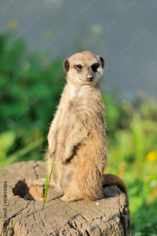 Fototapeta premium A meerkat standing upright and looking alert
