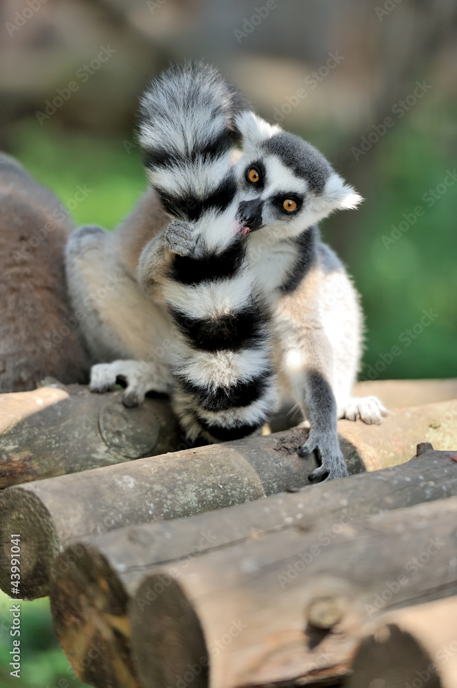 Fototapeta premium Young ring-tailed lemur