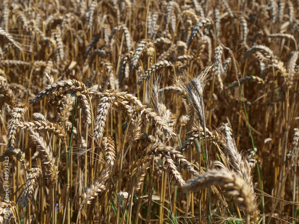 Fototapeta premium Weizen