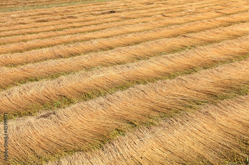 Schilderij op canvas fields of flax harvested drawing lines on the floor