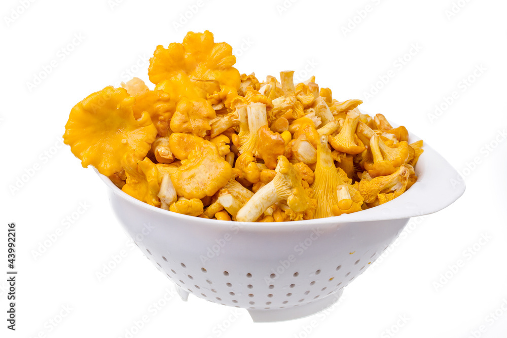 pfifferlinge im sieb