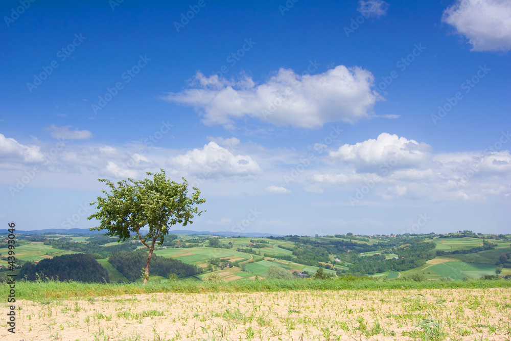 Landscape with a lonely tree and blue sky Landscape with a lonely tree and blue sky