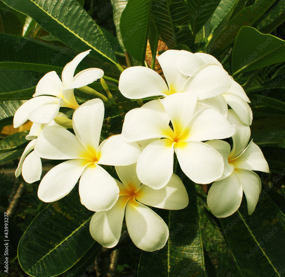 Obraz premium Frangipani flowers