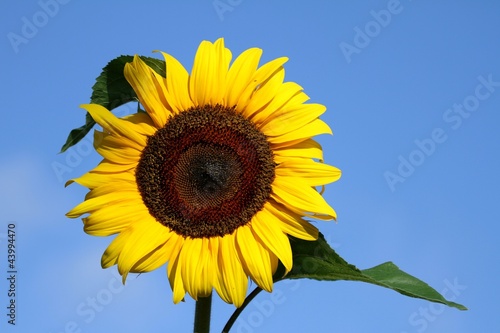 fleur de tournesol sur fond de ciel bleu