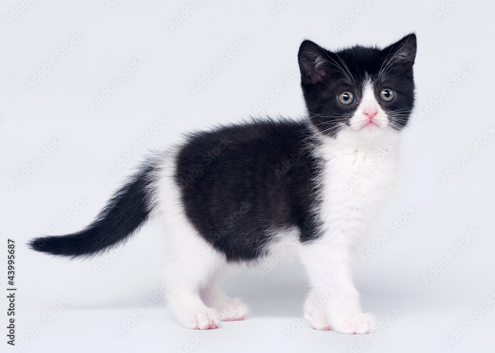 Bicolor scottish straight kitten on white background Bicolor scottish straight kitten on white background