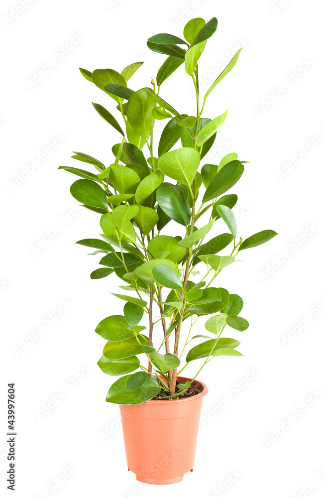 Ficus in the brown pot