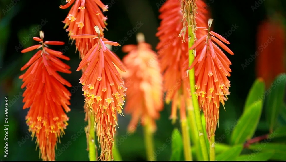 Red Hot Poker (Kniphofia uvaria) on blured background Red Hot Poker (Kniphofia uvaria) on blured background