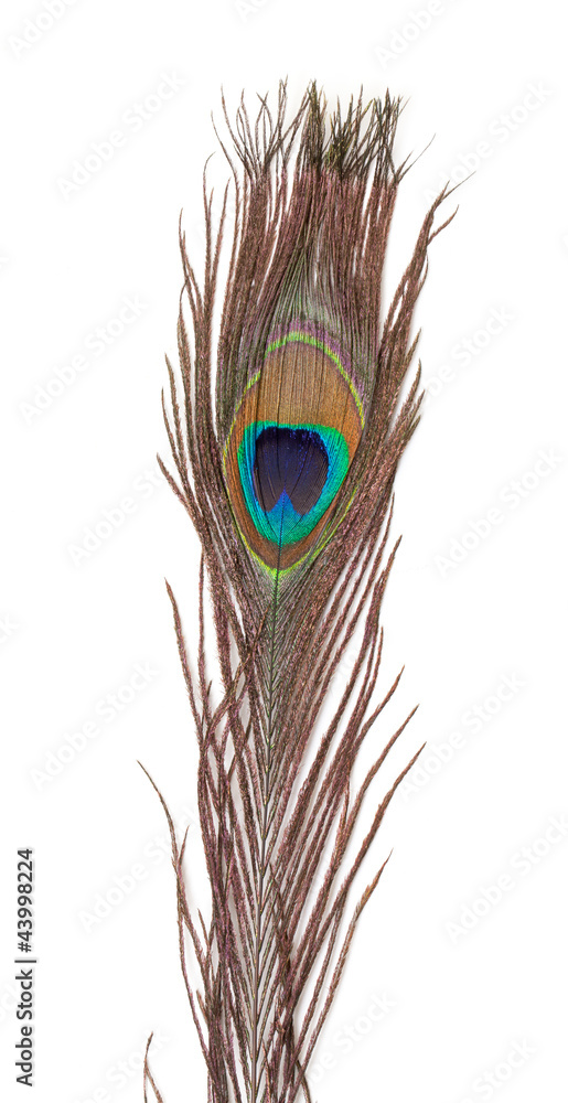 Fototapeta premium Colorful Peacock Feather