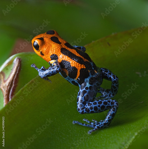 red striped poison dart frog blue legs